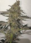 The Breath Regular Seeds - 12