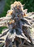 The Breath Regular Seeds - 12