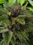 Elliot's Sister Regular Seeds - 12
