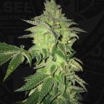Shiloh Z Feminised Seeds - 5+1