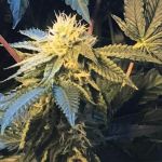 Shiloh Z Feminised Seeds - 5+1