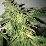 Shiloh Z Feminised Seeds - 5+1