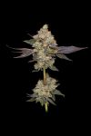 Afghani Mints Regular Seeds - 11
