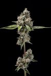 Sour Best Afghani Regular Seeds - 11