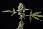 Kosher Afghan Kush Regular Seeds - 11