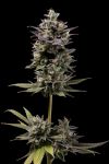 Chem D-Light Regular Seeds - 11