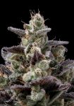 Chem D-Light Regular Seeds - 11