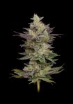 Chem D-Light Regular Seeds - 11