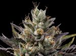 Northern Lights OG Regular Seeds - 11