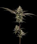 Northern Lights OG Regular Seeds - 11