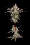 Northern Lights OG Regular Seeds - 11