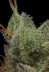 Northern Lights OG Regular Seeds - 11