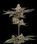 Northern Lemons Regular Seeds - 11