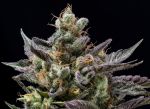 Northern Lemons Regular Seeds - 11