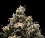 Northern Mints Regular Seeds - 11