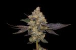 Northern Mints Regular Seeds - 11