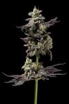 Northern Runtz Regular Seeds - 11