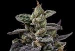 Northern Runtz Regular Seeds - 11