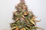 Stardawg Auto Feminized Seeds - BULK x 100