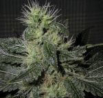 Alien OG Auto Feminisiert Saatgut - BULK x 100