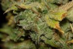 Gary Payton Auto Feminized Seeds - BULK x 100
