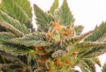 Cherry Pie FAST Feminisiert Saatgut - BULK x 100
