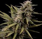 Nemesis Feminised Seeds