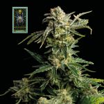 White Widow Feminised Seeds