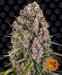 Blue Cheese (Blueberry Cheese) Féminisée Graines