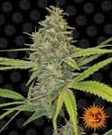 G13 Haze Feminisiert Samen