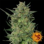 LSD Feminised Seeds