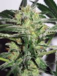 Ice Feminised Seeds