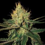Cannalope Haze Regulär Samen