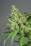 S.A.G.E Feminised Seeds