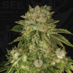 MK Ultra Feminised Seeds