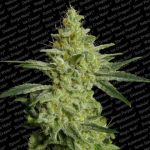 Allkush Feminised Seeds