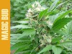 Magic Bud Feminisiert Samen