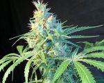 Citrus Feminised Seeds