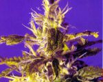 Kaboom (La Reina de Africa) Feminised Seeds