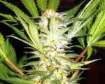 White Domina Feminised Seeds