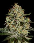 Big Bang Feminized Seeds