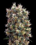 The Church Feminized Seeds
