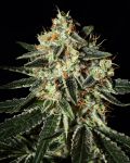 Cheese Feminised Seeds