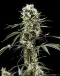 Super Lemon Haze Feminizowane Nasiona