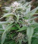 Easy Sativa Feminizowane Nasiona