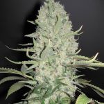 White Widow x Big Bud Feminizowane Nasiona