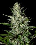 Super Critical Auto Feminized Seeds