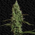 Atomical Haze Feminisiert Samen