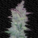 Vertigo Auto Feminised Seeds