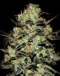 Moby Dick Feminised Seeds